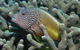 Clam Gardens Dive Site - thumb 3