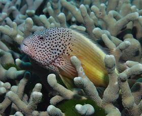 Clam Gardens Dive Site - Accommodation Bookings 3