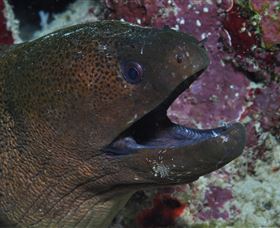 Clam Gardens Dive Site - Accommodation Bookings 2