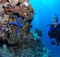 Lighthouse Bommie Dive Site - Accommodation Bookings