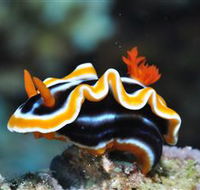 Monolith Dive Site - Accommodation Bookings