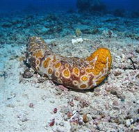 Two Towers Dive Site - Accommodation Bookings