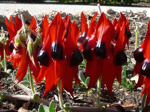 Australian Inland Botanic Gardens - Accommodation Bookings 1