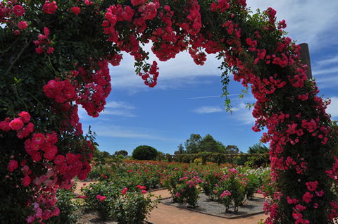Australian Inland Botanic Gardens - Accommodation Bookings 3