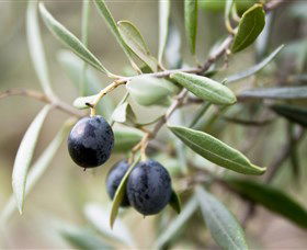 Wollundry Grove Olives - Accommodation Bookings 2