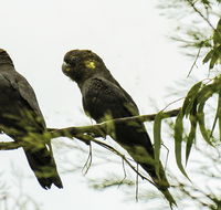 Conimbla National Park - Accommodation Bookings