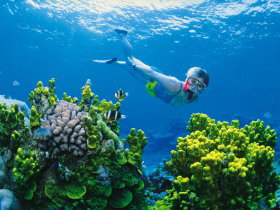 Great Barrier Reef - Whitsundays - Accommodation Bookings 3