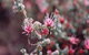 Burrendong Botanic Garden And Arboretum - thumb 1