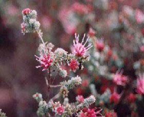 Burrendong Botanic Garden And Arboretum - Accommodation Bookings 1