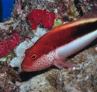 Snake Pit Dive Site - Accommodation Bookings