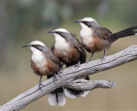 Winton Wetlands Reserve - Accommodation Bookings 1