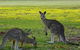 Benalla Golf Club - thumb 1