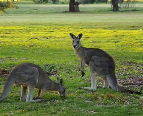 Benalla Golf Club - Accommodation Bookings 1