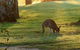 Benalla Golf Club - thumb 4
