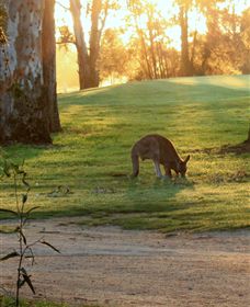 Benalla Golf Club - Accommodation Bookings 4