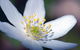 Blooms On Bridge - thumb 1