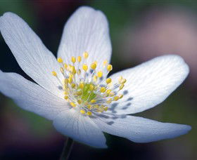 Blooms On Bridge - Accommodation Bookings 1