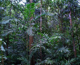 Kutini-Payamu (Iron Range) National Park (CYPAL) - Accommodation Bookings 2