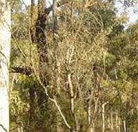 Warby-Ovens National Park - Accommodation Bookings