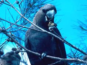 Mount Archer National Park - Accommodation Bookings 0