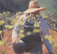 Canobolas Smith Winery - Accommodation Bookings