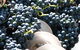 Orange Mountain Wines - thumb 2