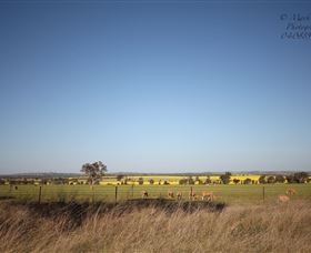 Cootamundra Bird Walk - Accommodation Bookings 0