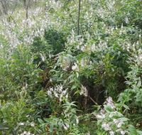 Snowgum walking track - Accommodation Bookings