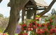 Cowra Japanese Garden And Cultural Centre - thumb 5
