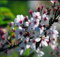 Sakura Avenue - Accommodation Bookings