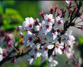 Sakura Avenue - Accommodation Bookings 0