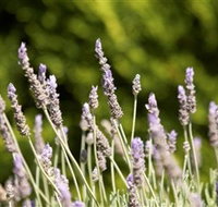 Rustique Lavender Farm - Accommodation Bookings