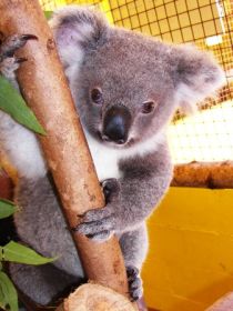 Cooberrie Park Wildlife Sanctuary - Accommodation Bookings 0