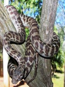 Cooberrie Park Wildlife Sanctuary - Accommodation Bookings 3