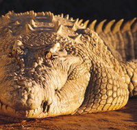 Koorana Crocodile Farm - Accommodation Bookings