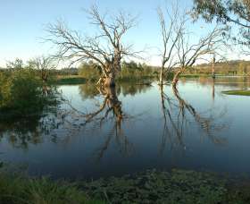Wonga Wetlands - Accommodation Bookings 4