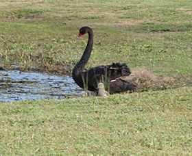Wonga Wetlands - Accommodation Bookings 6