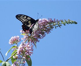 Albury Botanic Gardens - Accommodation Bookings 5