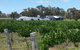 Short Sheep Micro-Winery - thumb 1