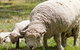 Short Sheep Micro-Winery - thumb 6