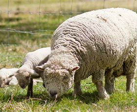 Short Sheep Micro-Winery - Accommodation Bookings 6