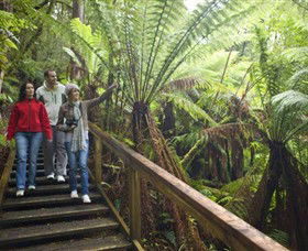 Otway Fly Treetop Adventures - Accommodation Bookings 0