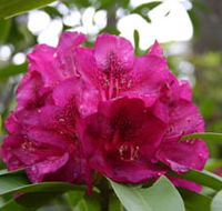 Campbell Rhododendron Gardens - Accommodation Bookings