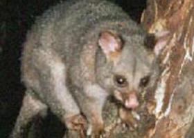 Moondarra VIC Accommodation Bookings