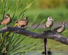 Jerrabomberra Wetlands - Accommodation Bookings 0