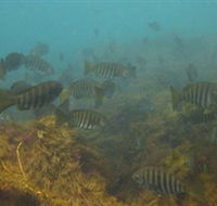 Bunurong Marine and Coastal Park - Accommodation Bookings