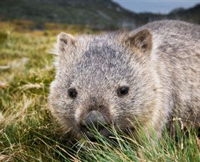 Kosciuszko National Park - Accommodation Bookings 1