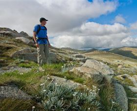 Kosciuszko National Park - Accommodation Bookings 3