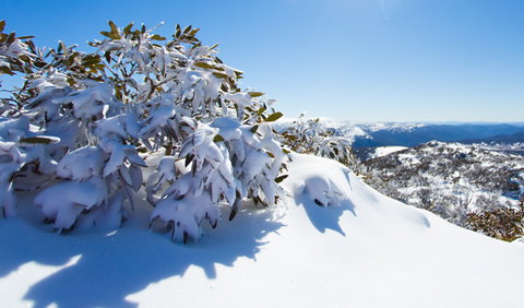 Perisher - Accommodation Bookings 3