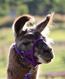 Ottaba Llamas - Accommodation Bookings 3